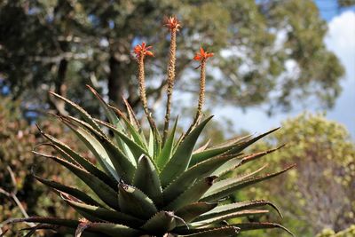 Close-up of succulent plant