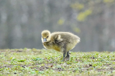 View of bird on field