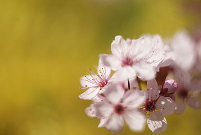 Close-up of pink cherry blossoms