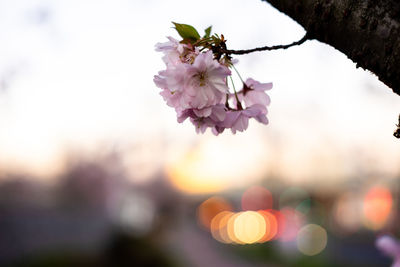 Close-up of pink cherry blossoms