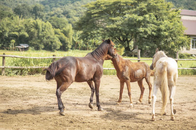 Horses in a field