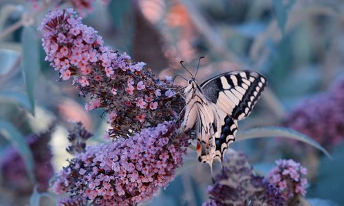 Close-up of butterfly pollinating on purple flower