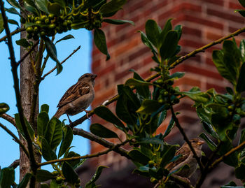 Bird  in leaves