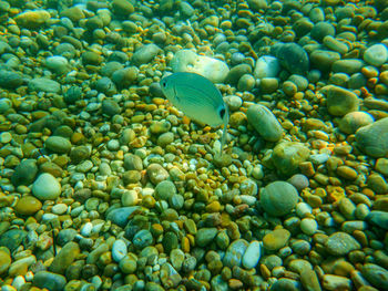 Fish swimming in sea