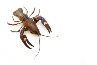 Close-up of insect on white background