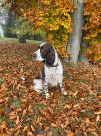 autumn