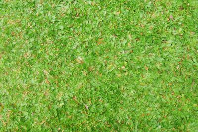 Full frame shot of fresh green field