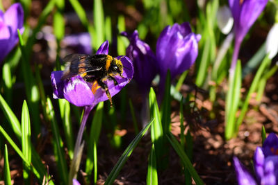 Close-up of honey bee pollinating on purple flower