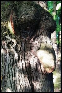 Close-up of tree trunk