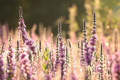 Close-up of purple flowering plants on field