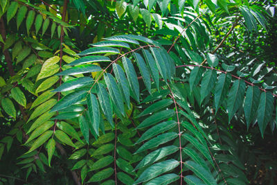 High angle view of green leaves on plant