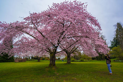Pink cherry blossoms in park
