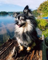 Close-up of dog sticking out tongue on wood at lake