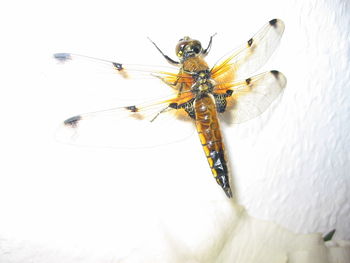 Close-up of insect on white surface