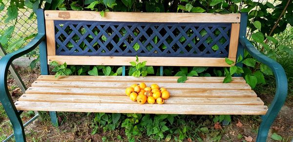 High angle view of fruits on bench in yard