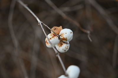 Close-up of white flowers on twig