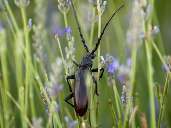 Close-up of insect on purple flower