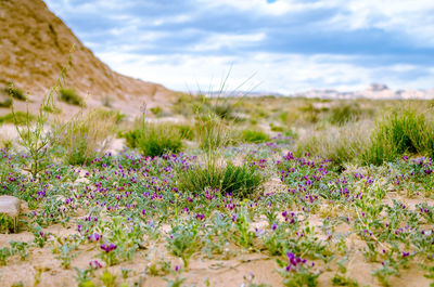 Purple flowering plants on land against sky
