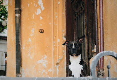 Portrait of dog in door