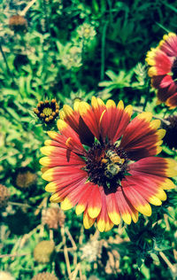 Close-up of honey bee on coneflower