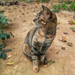 High angle view of cat on field