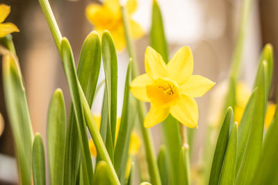 Close-up of yellow flowering plant