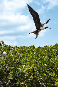 Low angle view of bird flying against sky