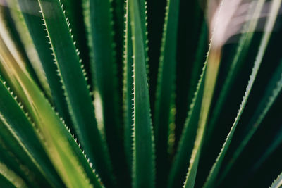 Aloe Aloe Vera