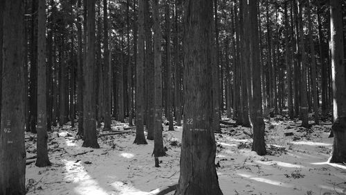 Trees in forest during winter