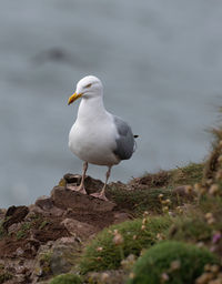 Seagull perching on rock