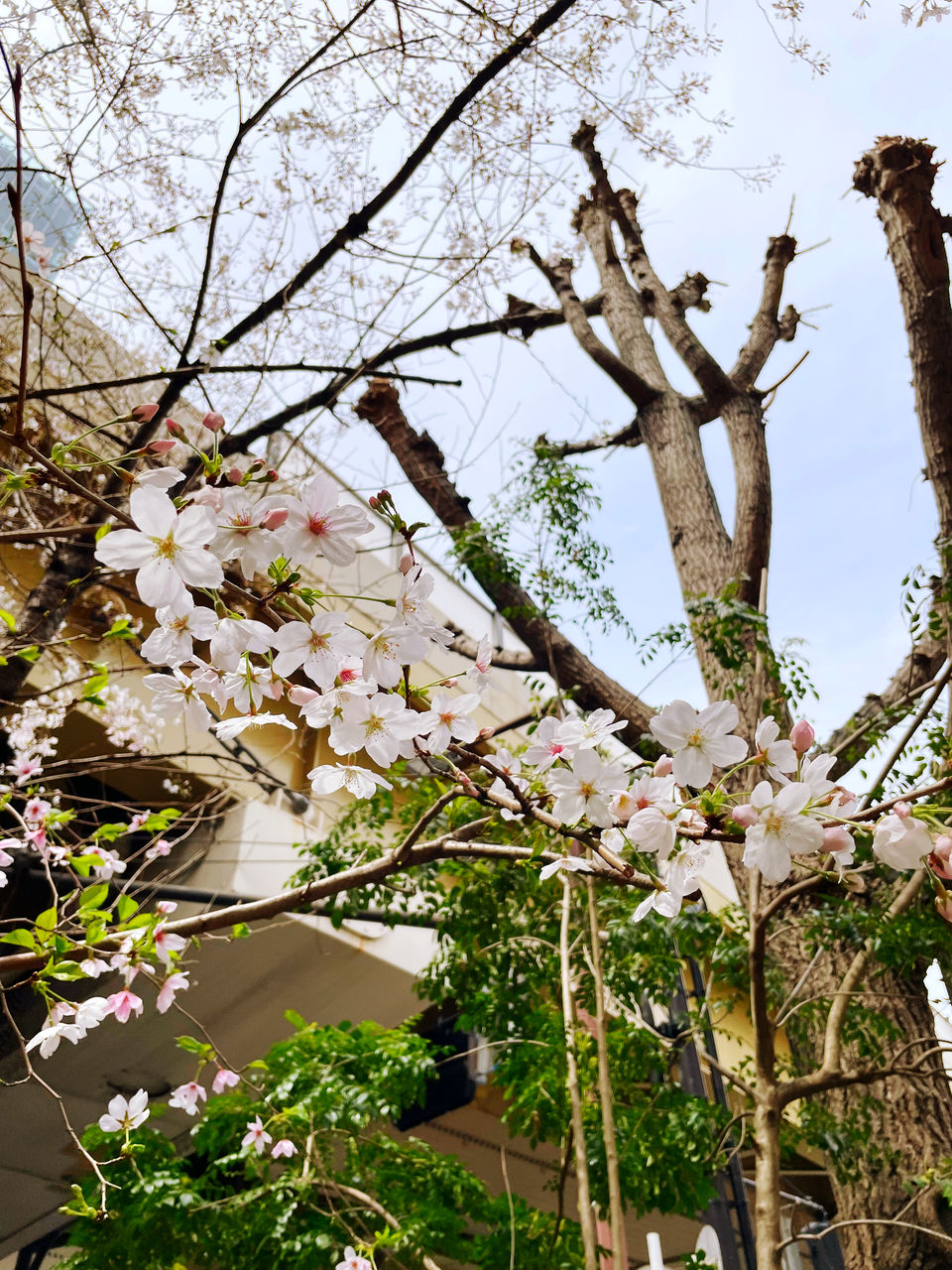 Sunny Day Spring Flowers Spring Is Coming  Cherry Blossom Flower Blossom Nature