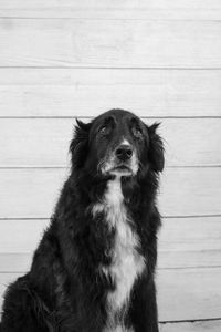 Black dog