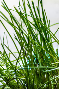 Close-up of fresh green grass