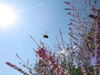 Low angle view of flowering plants against sky