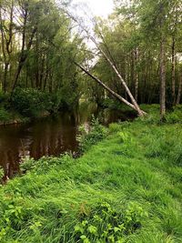 Scenic view of lake in forest