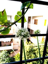 Close-up of potted plants against window