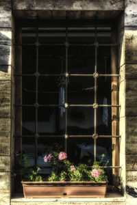 Plant growing on a wall