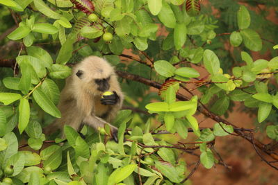 Monkey with green leaves