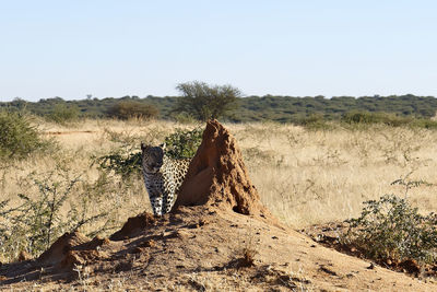 Rear view of person standing on field against clear sky