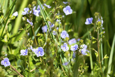 Close-up of purple flowering plants on field