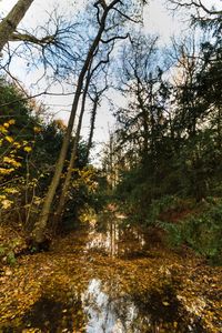 Trees in forest against sky