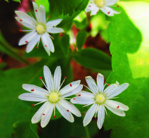 Close-up of white flowers blooming outdoors