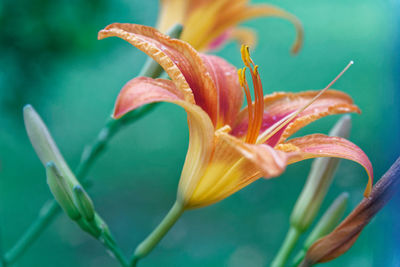 Flowers head in freshness spring day