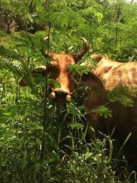 Cow on field