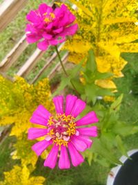 Close-up of pink flowers blooming outdoors