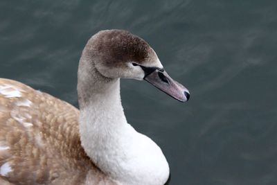 Close-up of swan swimming on lake