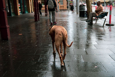 Dog walking on wet street in city during rainy season