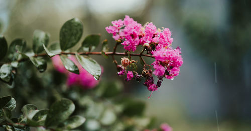 Close-up of pink flowering plant