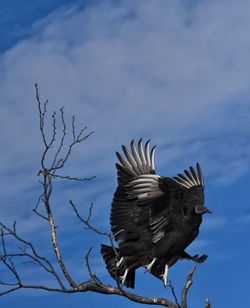 Bird on branch against sky