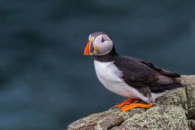 Atlantic puffin, fratercula arctica, standing on cliff top on isle of may